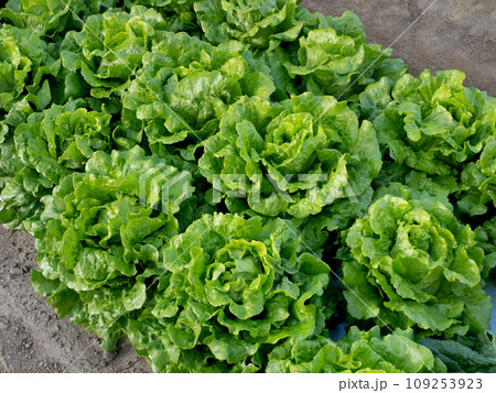半結球レタスの栽培 半結球レタスの栽培 109253923