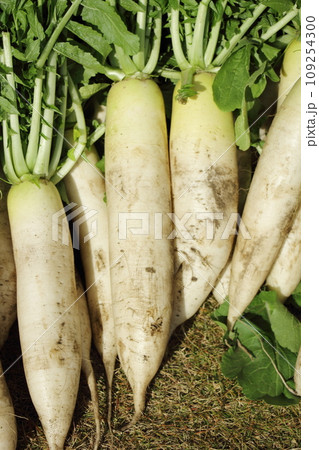 大根の収穫 109254300