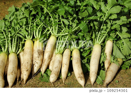 大根の収穫 109254301