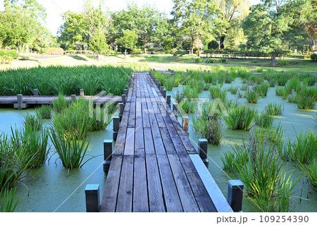 平成の森公園 　水辺　川島町　 109254390