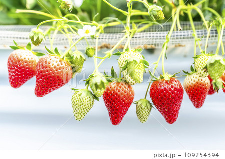赤く実ったイチゴの果実 ハウスの苺 いちご狩り 宮城県山元町 赤く実ったイチゴの果実 ハウスの苺 いちご狩り 宮城県山元町 109254394
