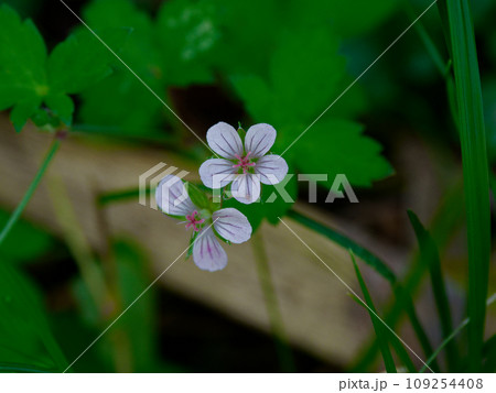 フウロソウ科ゲンノショウコの白い花 109254408