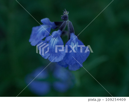 シソ科の園芸種　サルビア・アズレアの花 109254409