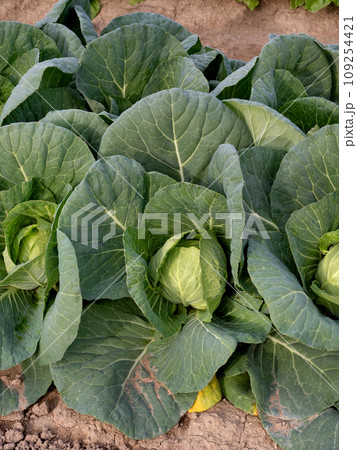 キャベツの栽培 109254421