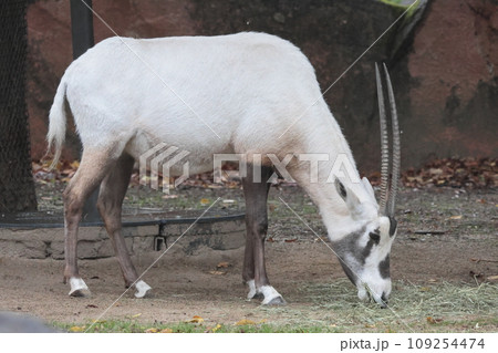 アラビアオリックス 109254474