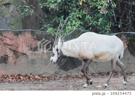 アラビアオリックス アラビアオリックス 109254475