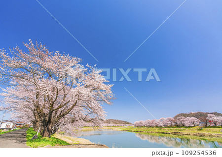 青空と白石川堤一目千本桜 満開のソメイヨシノ 宮城県大河原町 青空と白石川堤一目千本桜 満開のソメイヨシノ 宮城県大河原町 109254536