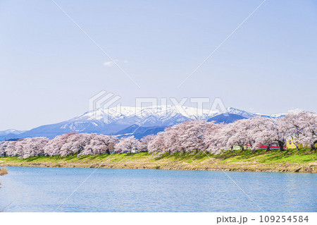 残雪の蔵王と満開の桜　白石川堤一目千本桜　宮城県大河原町 109254584