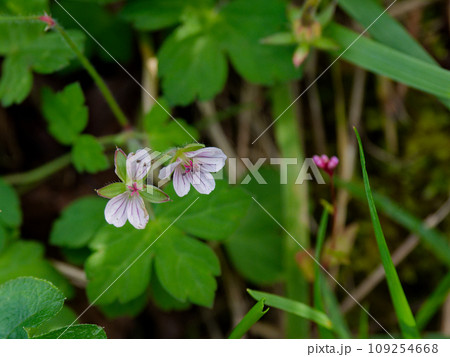 フウロソウ科ゲンノショウコの白い花 109254668