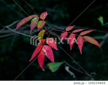ウルシ科ヤマウルシの紅葉 ウルシ科ヤマウルシの紅葉 109254669