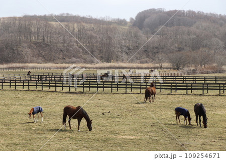 サラブレッドの親子が寄り添うのどかな牧場の風景 109254671