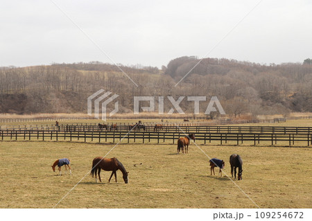 サラブレッドの親子が寄り添うのどかな牧場の風景 109254672