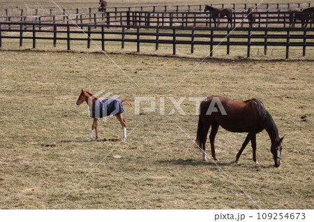 サラブレッドの親子が寄り添うのどかな牧場の風景 109254673