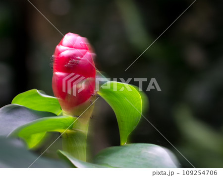 Red Button Ginger plant, soft focus. 109254706