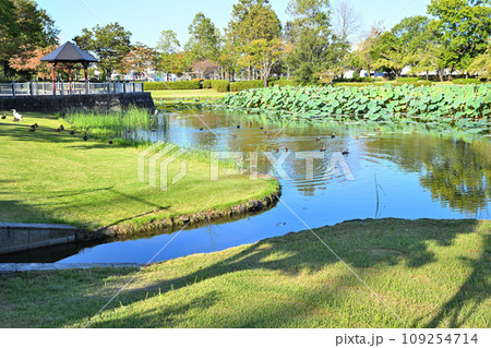 平成の森公園 修景池 水辺 川島町 平成の森公園 修景池 水辺 川島町 109254714