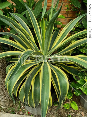 Close up of variegated agave plant Close up of variegated agave plant 109254925