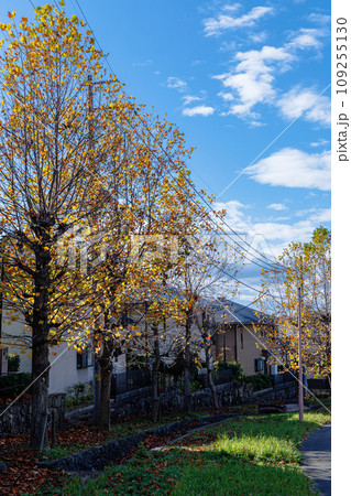 2023晩秋 奈良市住宅街の紅葉 遊歩道の並木道ですっかり黄色く染まったプラタナスの黄葉① 2023晩秋 奈良市住宅街の紅葉 遊歩道の並木道ですっかり黄色く染まったプラタナスの黄葉① 109255130