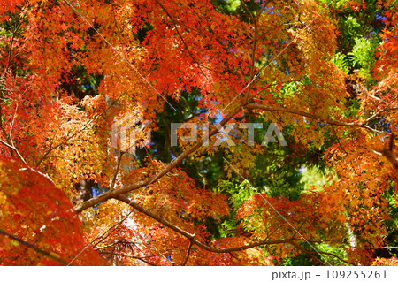 京都・正法寺の幻想的な紅葉の杜 京都・正法寺の幻想的な紅葉の杜 109255261