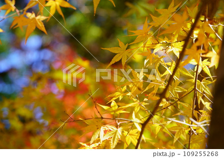 京都・正法寺の幻想的な紅葉の杜 109255268
