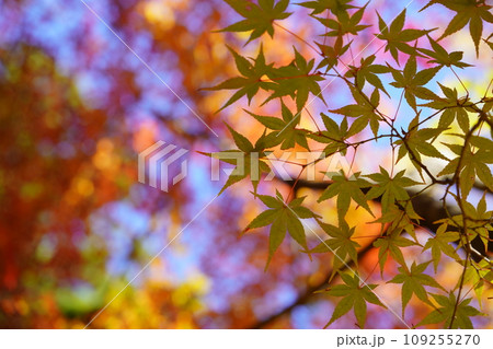 京都・正法寺の幻想的な紅葉の杜 109255270