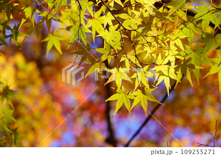 京都・正法寺の幻想的な紅葉の杜 109255271