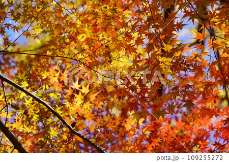 京都・正法寺の幻想的な紅葉の杜 109255272