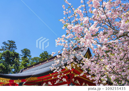 鹽竈神社(塩釜神社)と満開の鹽竈ザクラ(塩竈桜) 宮城県塩釜市 鹽竈神社(塩釜神社)と満開の鹽竈ザクラ(塩竈桜) 宮城県塩釜市 109255435