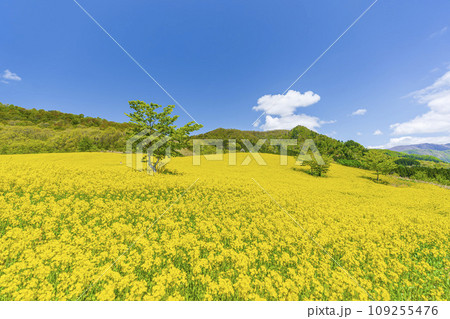 春の三ノ倉高原(スキー場)花畑 菜の花 福島県喜多方市 春の三ノ倉高原(スキー場)花畑 菜の花 福島県喜多方市 109255476