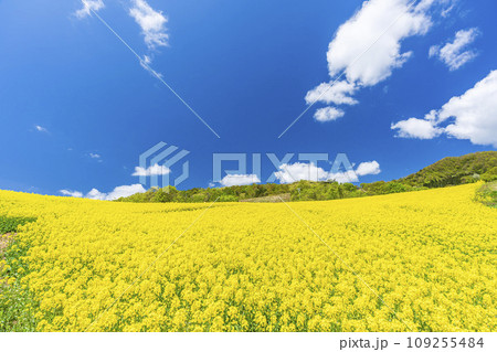 春の三ノ倉高原(スキー場)花畑　菜の花　福島県喜多方市 109255484