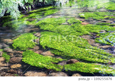 牛渡川の梅花藻（バイカモ）　山形県遊佐町 109255876