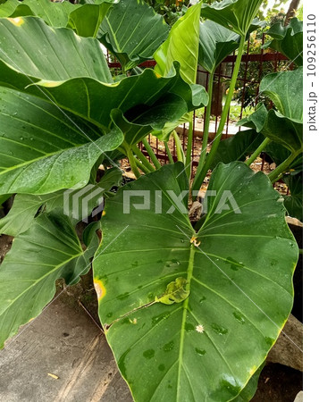 Close up of giant philodendron plant  109256110