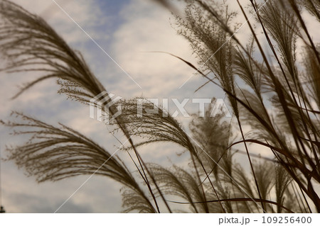 秋の空にススキが揺れる 109256400