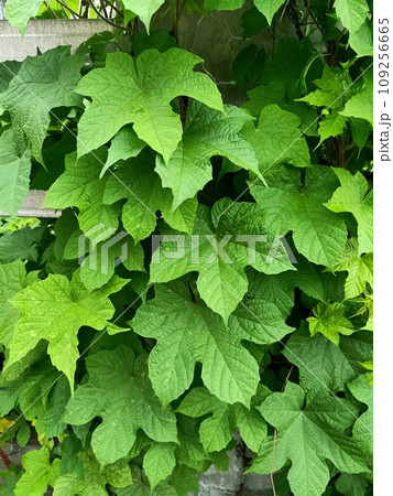 Close up of purple flowering raspberry plant Close up of purple flowering raspberry plant 109256665