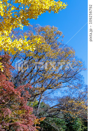 奈良東大寺大仏殿周辺の紅葉 広場の端を彩るもみじといちょう➂ 奈良東大寺大仏殿周辺の紅葉 広場の端を彩るもみじといちょう➂ 109256792