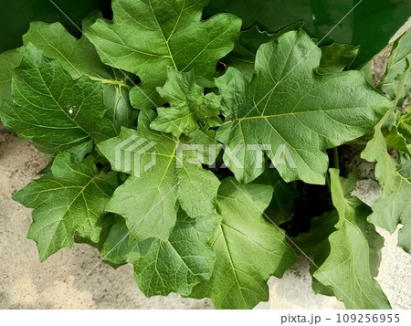 Close up of turkey berry plant  109256955