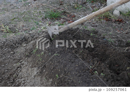 家庭菜園のネギ苗の植え付け 109257061