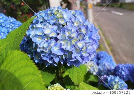 青い紫陽花 109257123