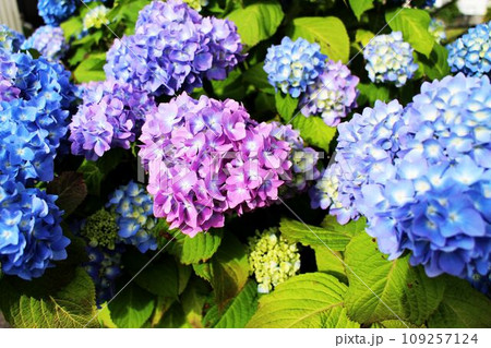 青とピンクが混在するアジサイの花 青とピンクが混在するアジサイの花 109257124