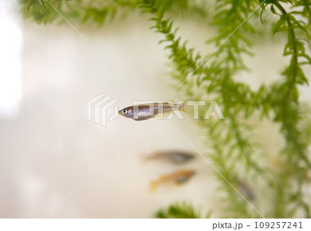 水槽で飼っている黒メダカ 109257241