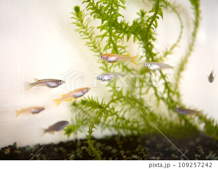 水槽で飼っているヒメダカと白メダカと黒メダカ 109257242
