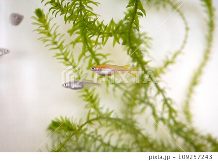 水槽で飼っているヒメダカ 109257243