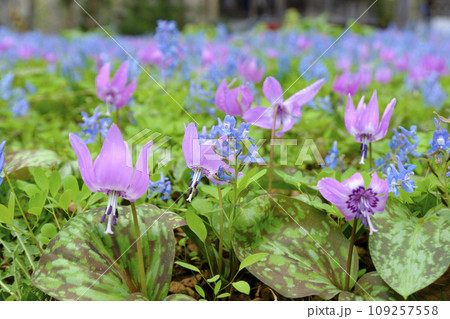 エゾエンゴサクとカタクリの群生 109257558