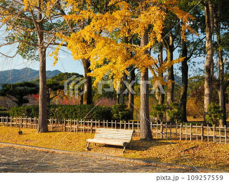 イチョウの木とベンチ 109257559