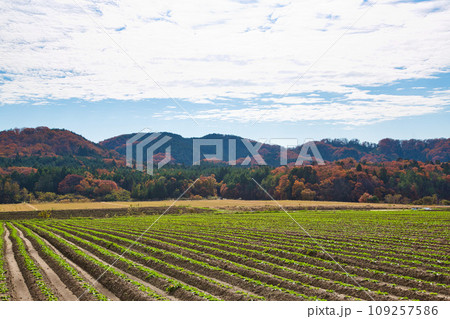 秋の紅葉した森 秋の紅葉した森 109257586