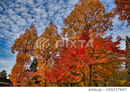 秋の紅葉した森 109257607