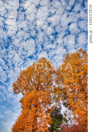 秋の紅葉した森 109257610