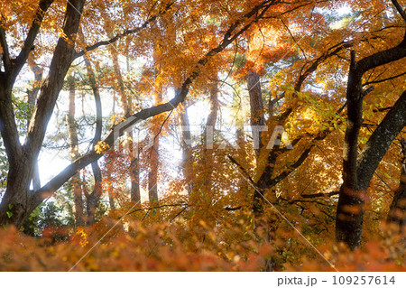 秋の紅葉(雑木林) 秋の紅葉(雑木林) 109257614