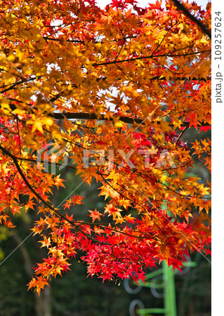 秋の紅葉した森 109257624