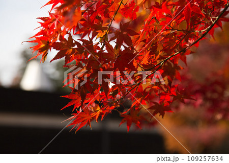 秋の紅葉した森 109257634