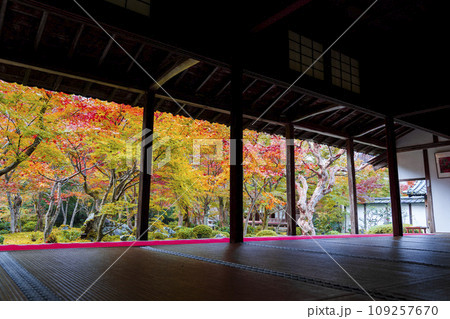 圓光寺の風景　紅葉した庭園　京都府京都市 109257670